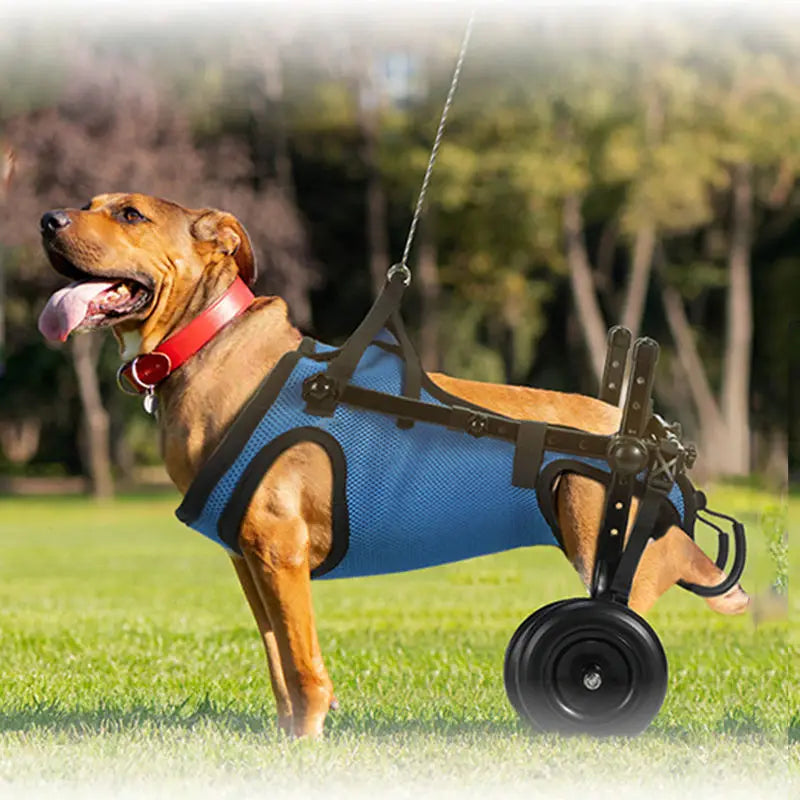 Pet Wheelchair Dog Wheelchair Hind Limb Paralysis Disabled Elderly Pet Scooter Dog Rehabilitation Walking Assist Vehicle