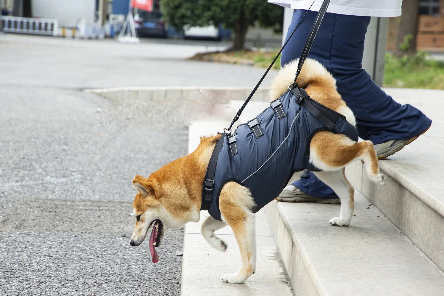Dog Lift Harness Pet Support Rehabilitation Sling Padded Breathable Straps for Old Disabled Joint Injuries Arthritis Dog Walk